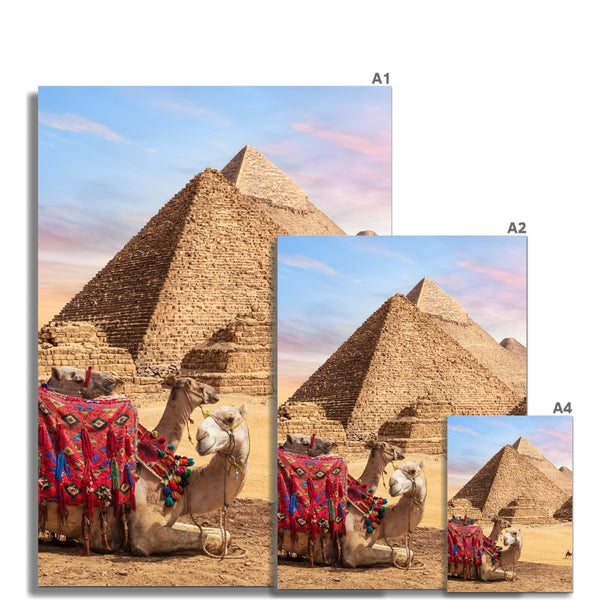 Camels in Egypt Wall Art Poster