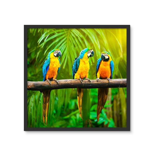 Macaw Framed Photo Tile