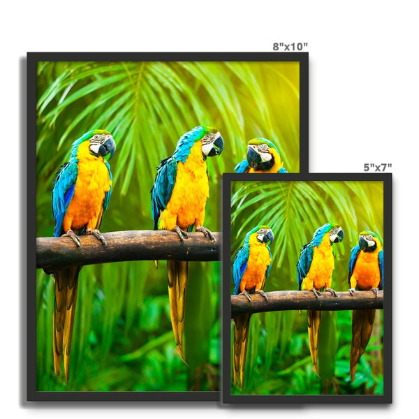 Macaw Framed Photo Tile