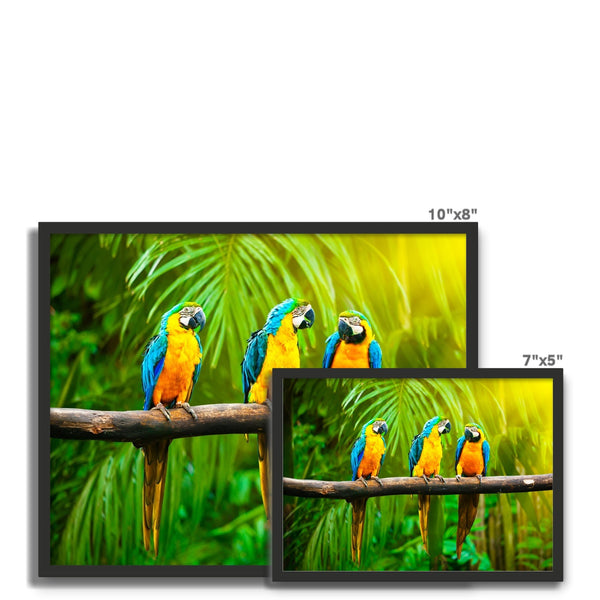 Macaw Framed Photo Tile
