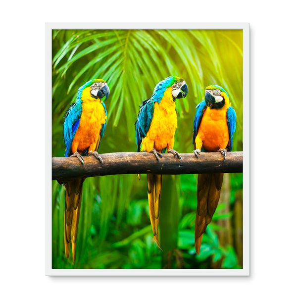 Macaw Framed Photo Tile