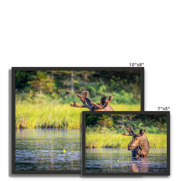 Canada Bull Moose Framed Photo Tile