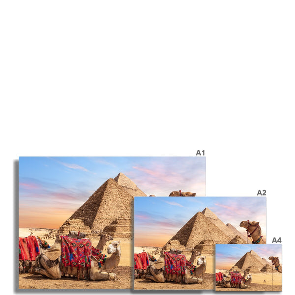 Camels in Egypt Wall Art Poster
