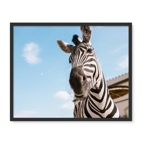 Comical Zebra  Framed Photo Tile