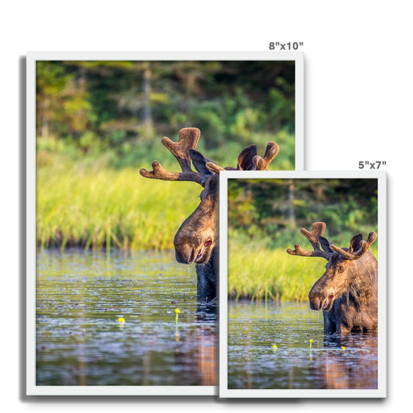 Canada Bull Moose Framed Photo Tile